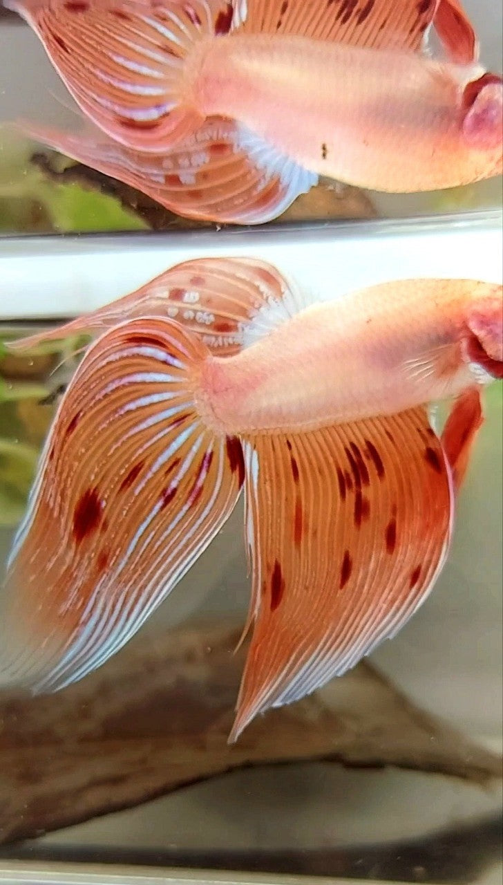 XL VEILTAIL ARMAGEDDON VANDA PREMIUM BETTA FISH