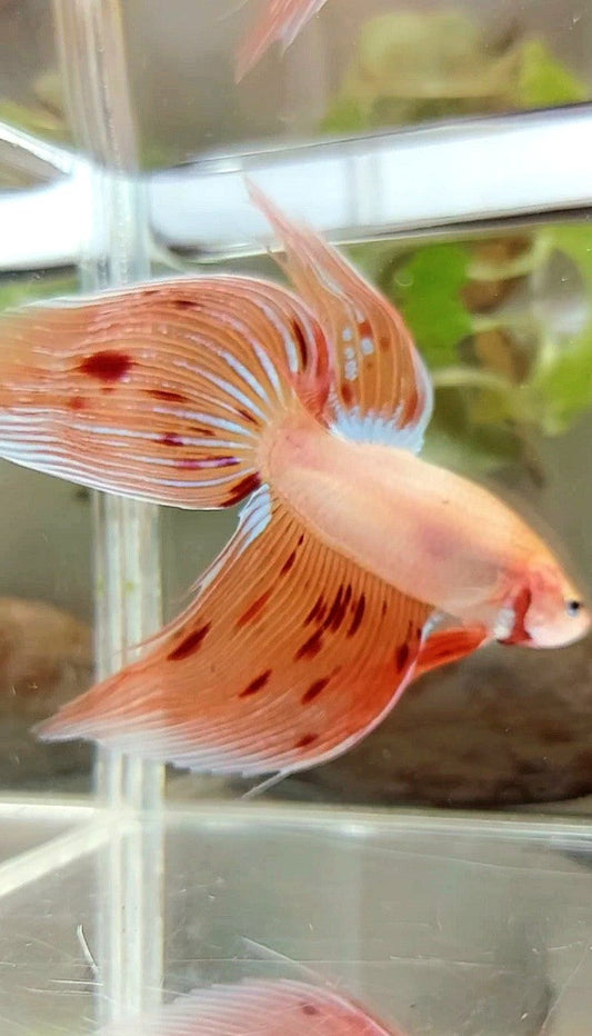 XL VEILTAIL ARMAGEDDON VANDA PREMIUM BETTA FISH