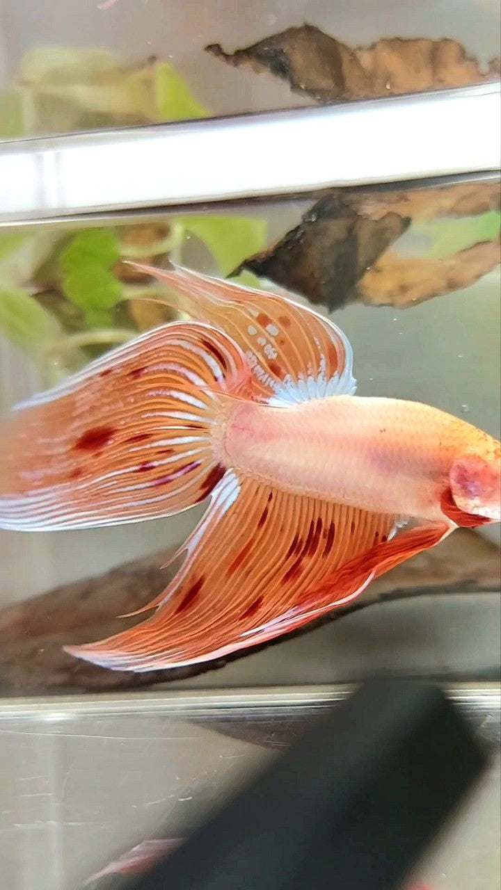 XL VEILTAIL ARMAGEDDON VANDA PREMIUM BETTA FISH