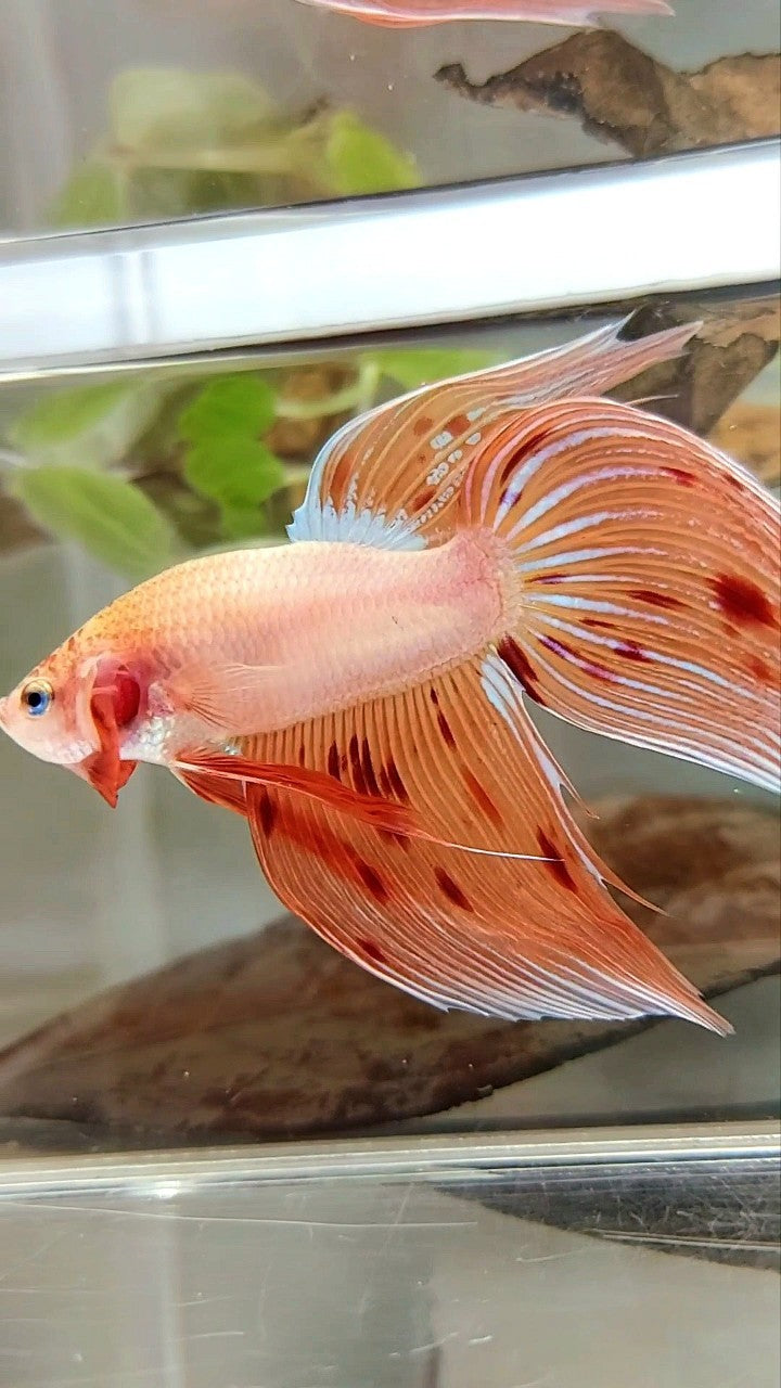 XL VEILTAIL ARMAGEDDON VANDA PREMIUM BETTA FISH