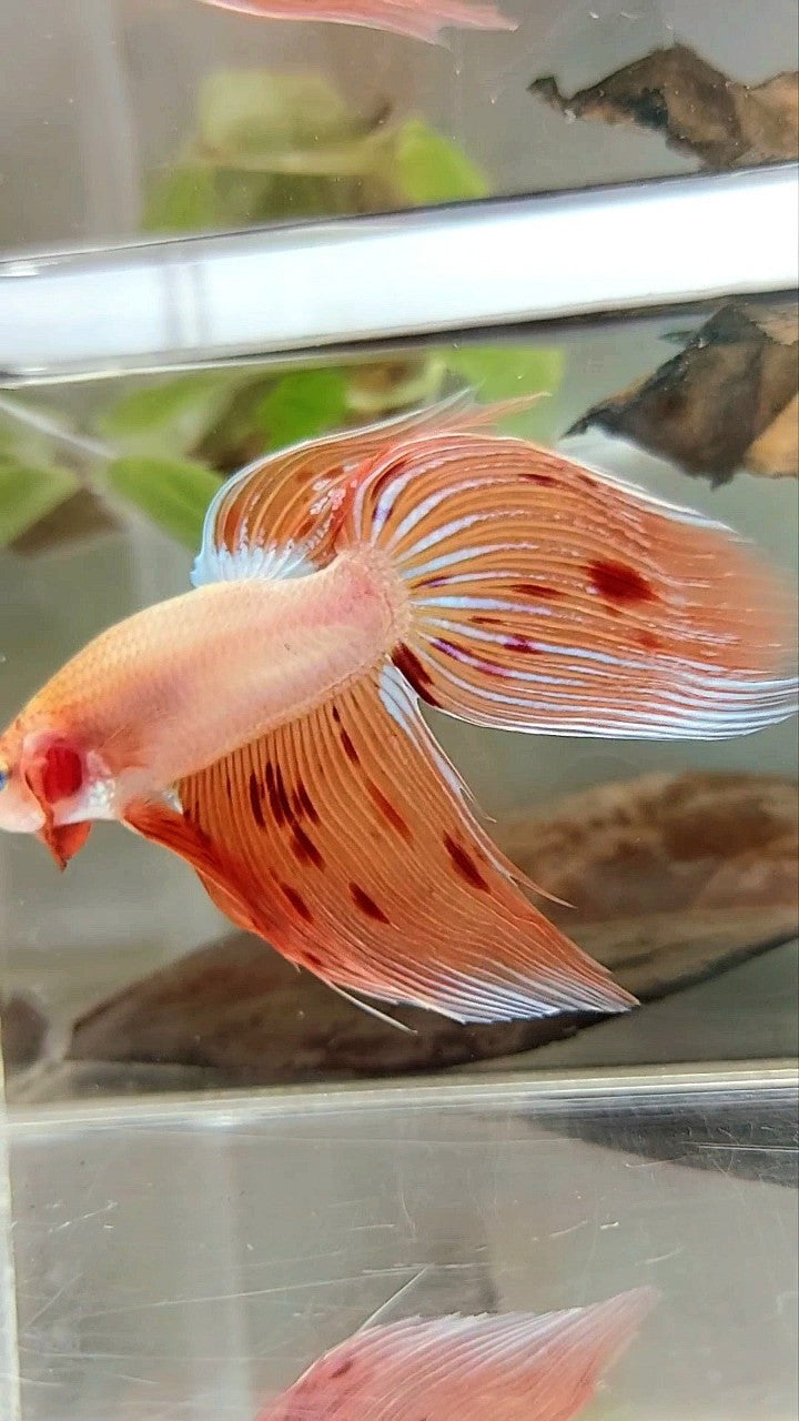 XL VEILTAIL ARMAGEDDON VANDA PREMIUM BETTA FISH