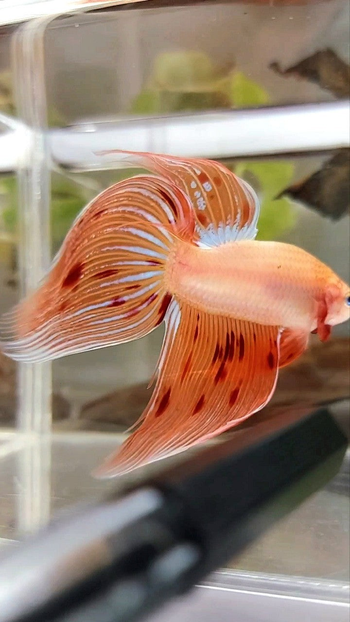 XL VEILTAIL ARMAGEDDON VANDA PREMIUM BETTA FISH