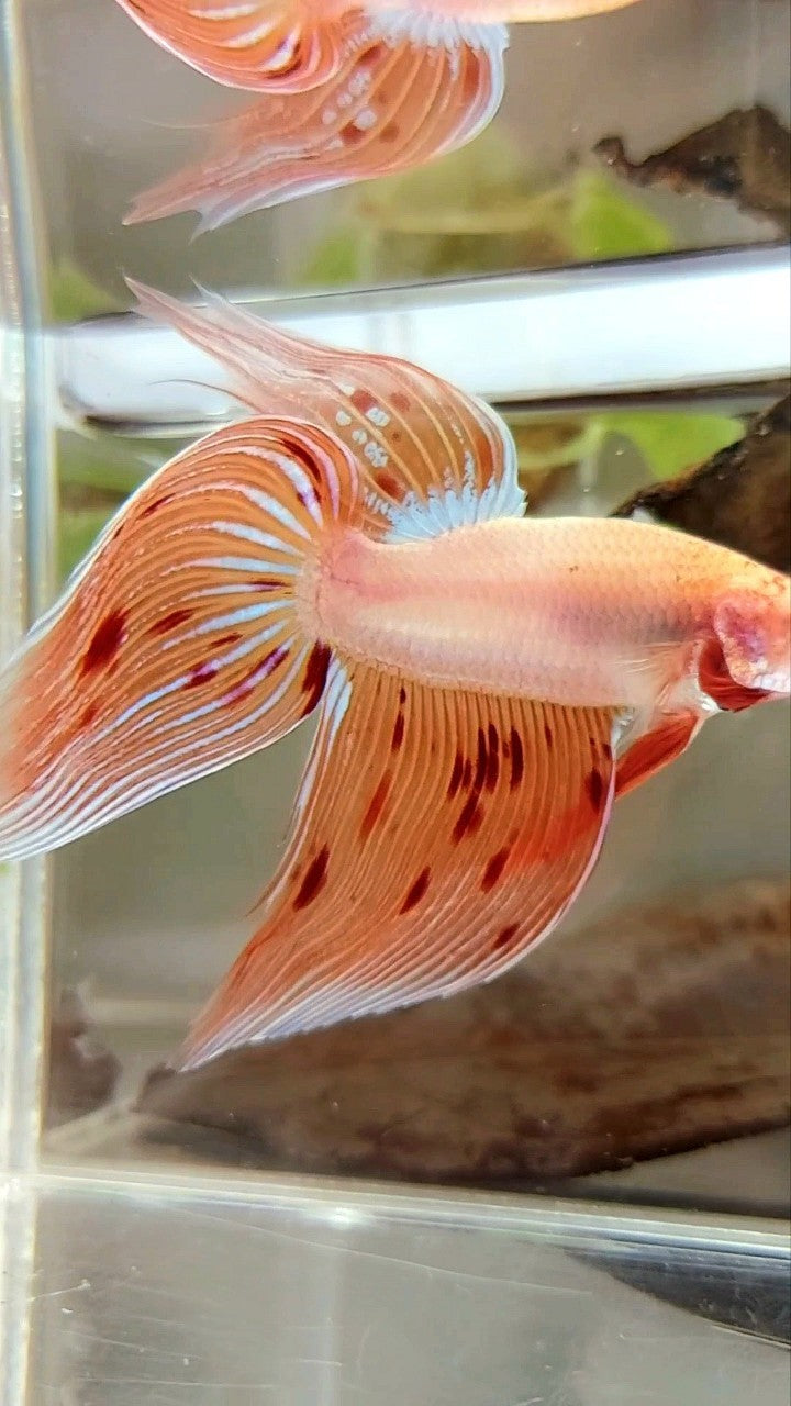 XL VEILTAIL ARMAGEDDON VANDA PREMIUM BETTA FISH