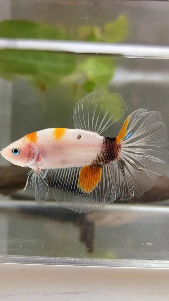 HALFMOON ORANGE KOI MULTICOLOR BETTA FISH