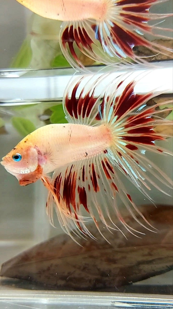 XL CROWNTAIL ARMAGEDDON VANDA BETTA FISH
