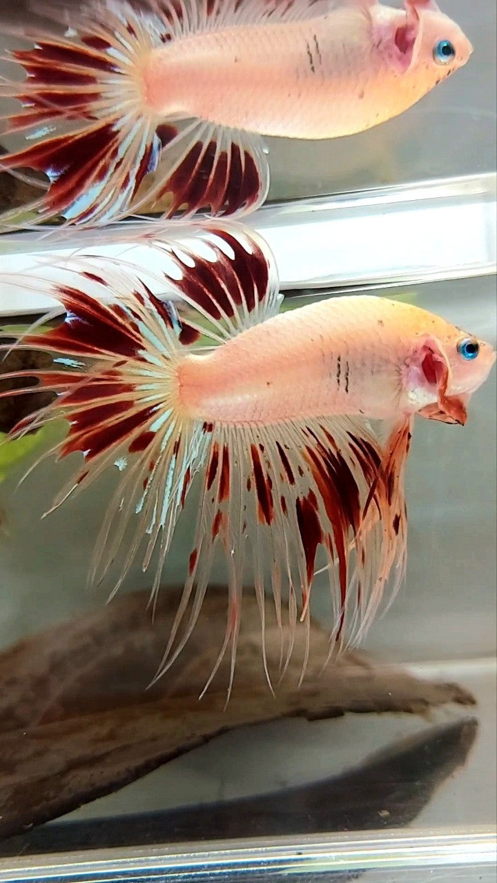 XL CROWNTAIL ARMAGEDDON VANDA BETTA FISH