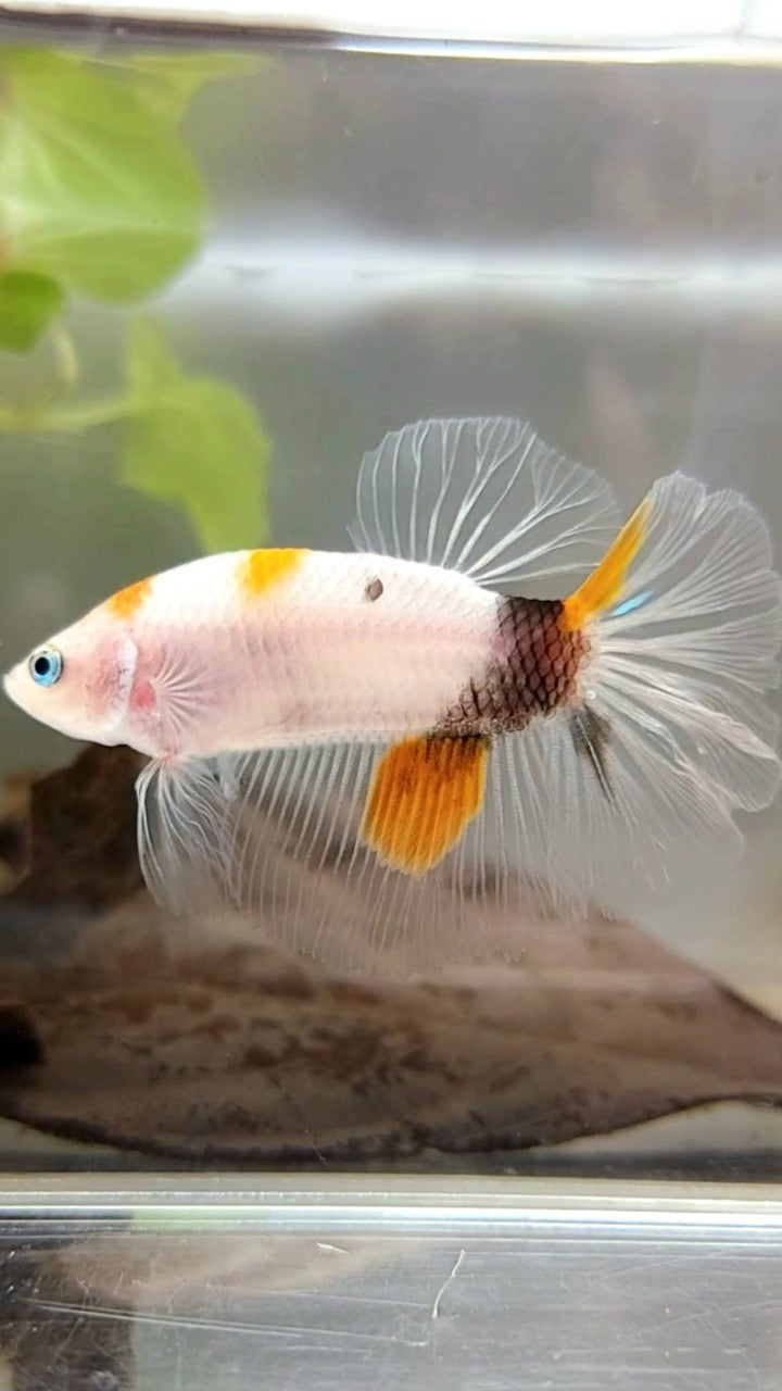 HALFMOON ORANGE KOI MULTICOLOR BETTA FISH