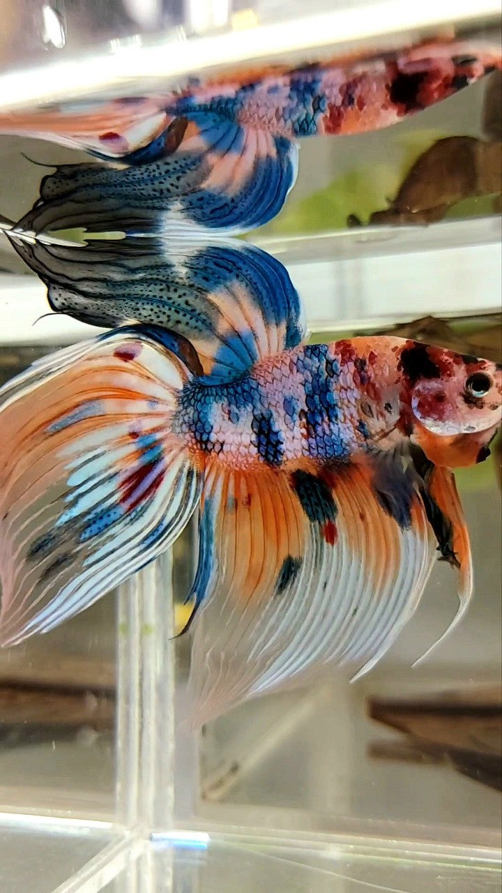 XL VEILTAIL SUPER METTALIC MULTICOLOR ORANGE BLUE BETTA FISH