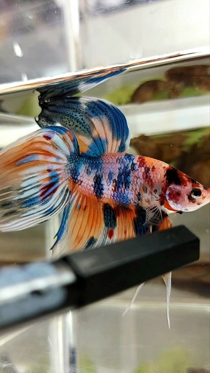 XL VEILTAIL SUPER METTALIC MULTICOLOR ORANGE BLUE BETTA FISH