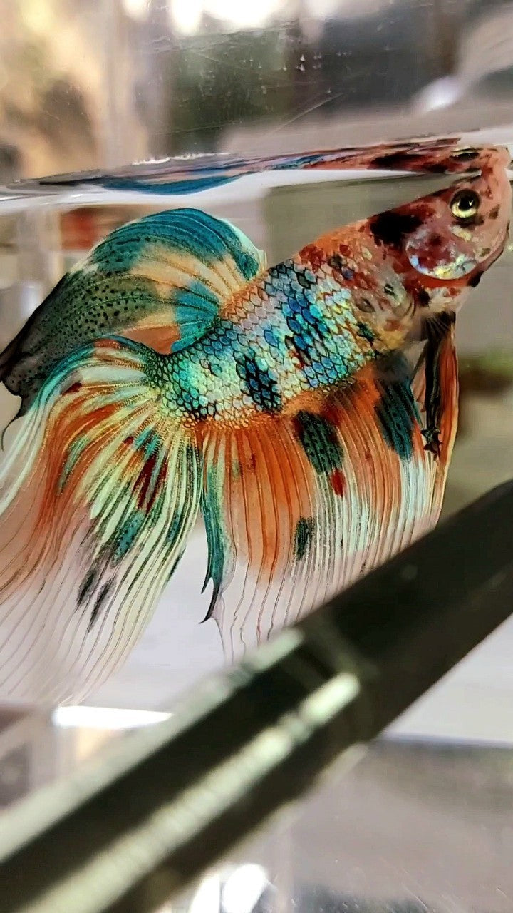 XL VEILTAIL SUPER METTALIC MULTICOLOR ORANGE BLUE BETTA FISH