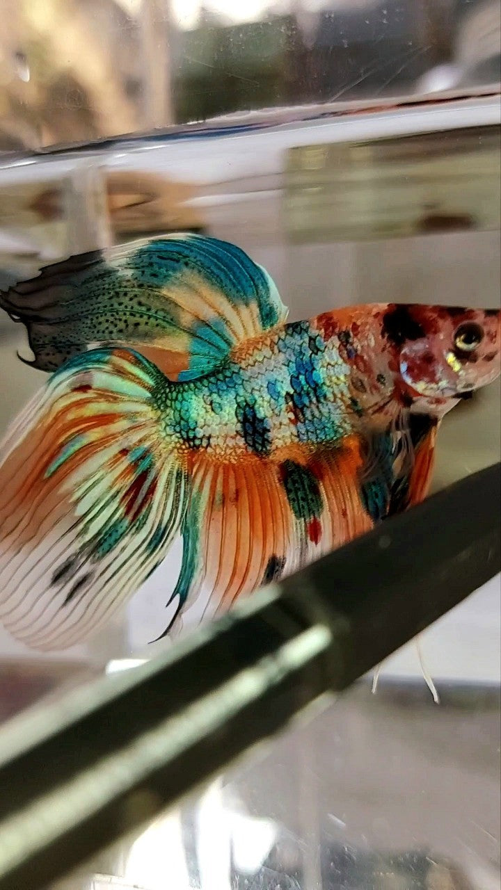 XL VEILTAIL SUPER METTALIC MULTICOLOR ORANGE BLUE BETTA FISH