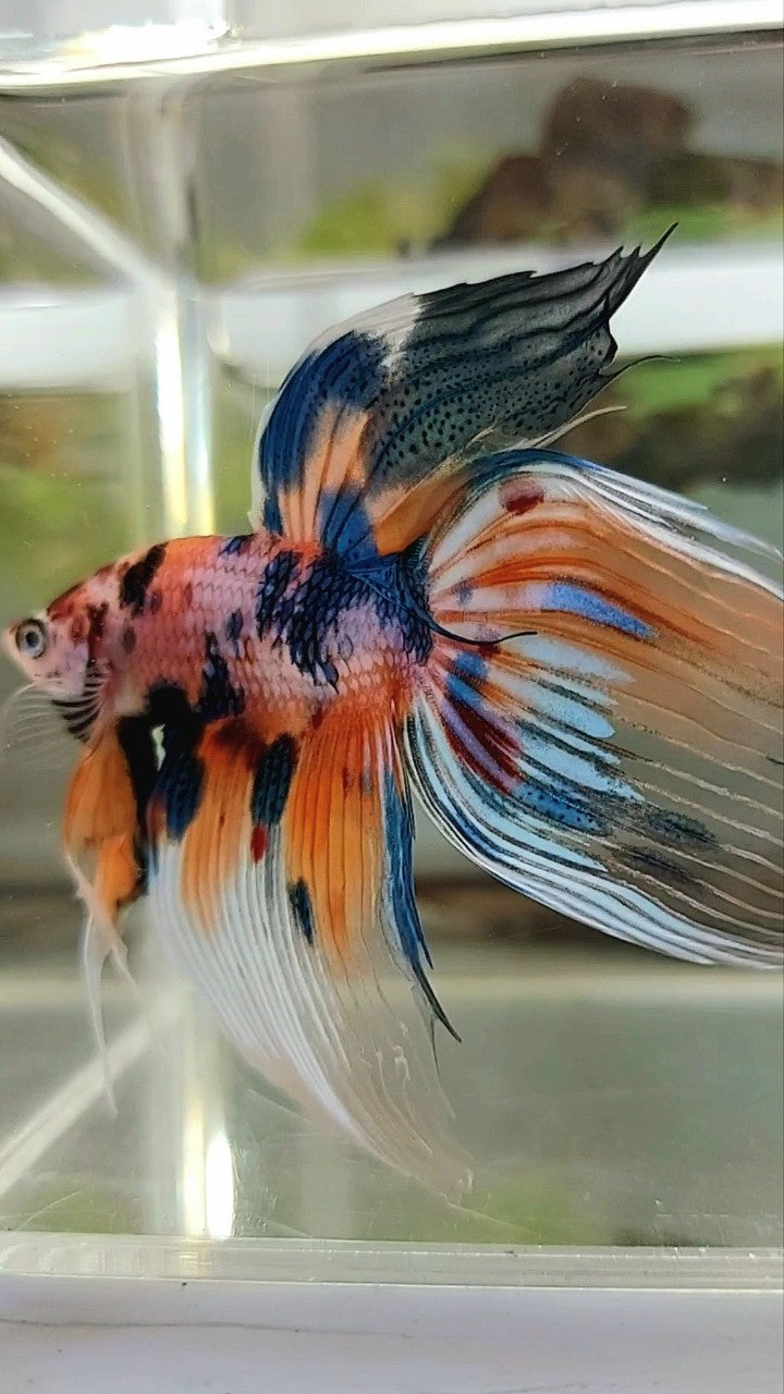 XL VEILTAIL SUPER METTALIC MULTICOLOR ORANGE BLUE BETTA FISH
