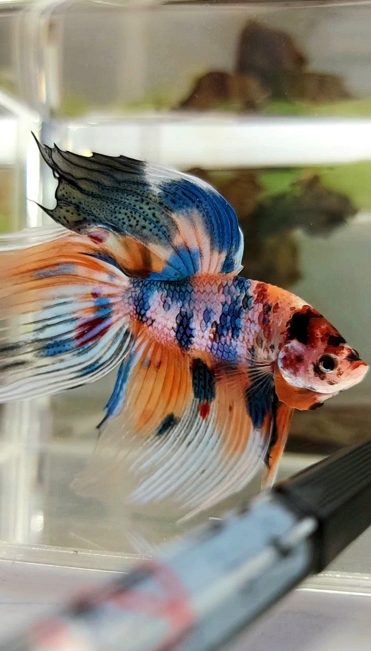 XL VEILTAIL SUPER METTALIC MULTICOLOR ORANGE BLUE BETTA FISH
