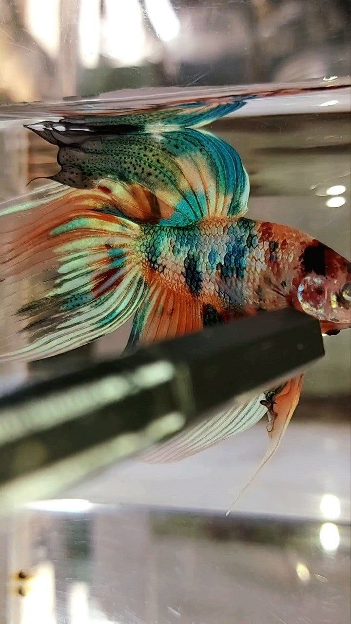 XL VEILTAIL SUPER METTALIC MULTICOLOR ORANGE BLUE BETTA FISH