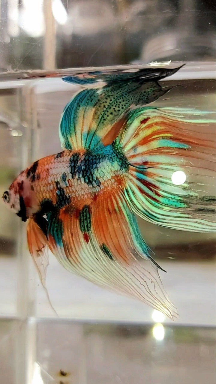 XL VEILTAIL SUPER METTALIC MULTICOLOR ORANGE BLUE BETTA FISH