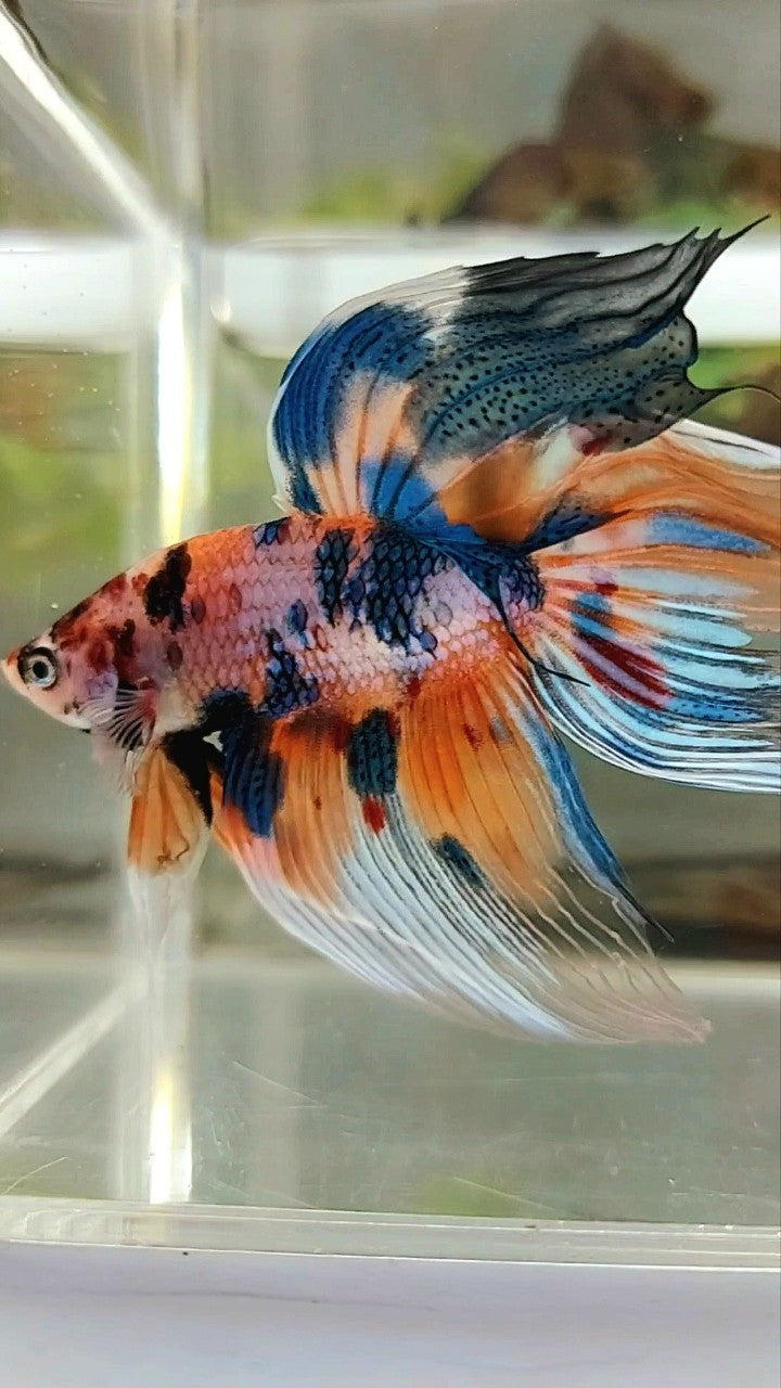 XL VEILTAIL SUPER METTALIC MULTICOLOR ORANGE BLUE BETTA FISH