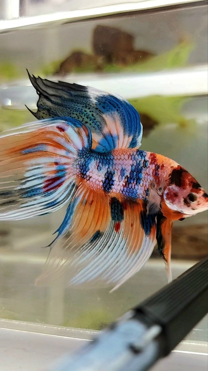 XL VEILTAIL SUPER METTALIC MULTICOLOR ORANGE BLUE BETTA FISH