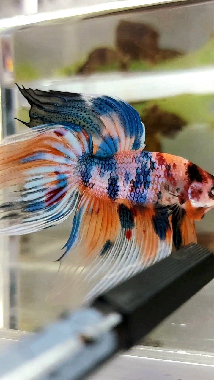 XL VEILTAIL SUPER METTALIC MULTICOLOR ORANGE BLUE BETTA FISH