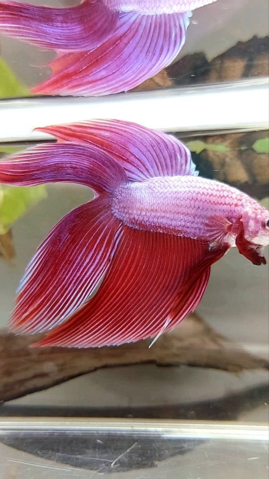 XL VEILTAIL DOUBLE TAIL PINK PURPLE MAGENTA PREMIUM BETTA FISH