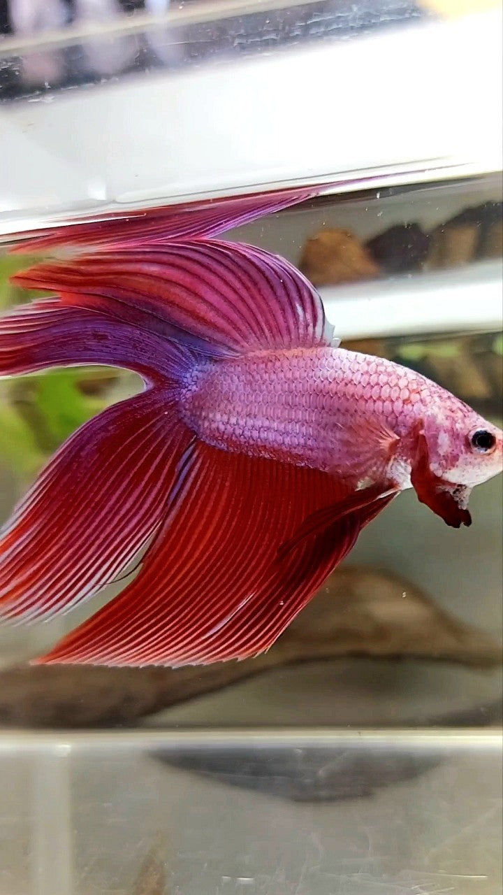 XL VEILTAIL DOUBLE TAIL PINK PURPLE MAGENTA PREMIUM BETTA FISH