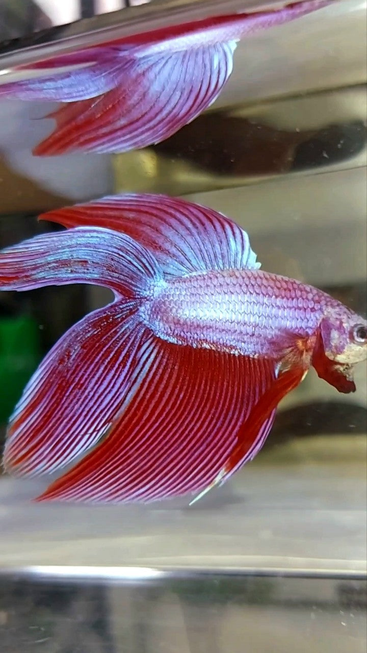 XL VEILTAIL DOUBLE TAIL PINK PURPLE MAGENTA PREMIUM BETTA FISH