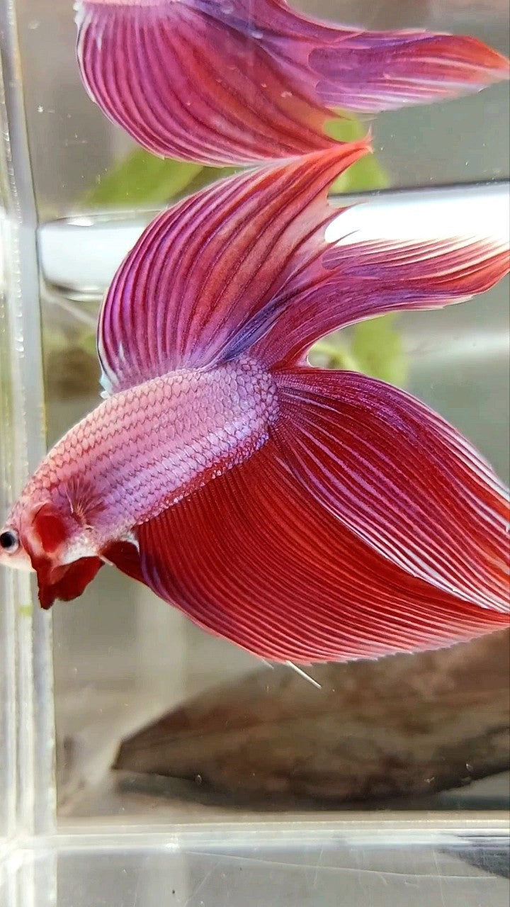 XL VEILTAIL DOUBLE TAIL PINK PURPLE MAGENTA PREMIUM BETTA FISH