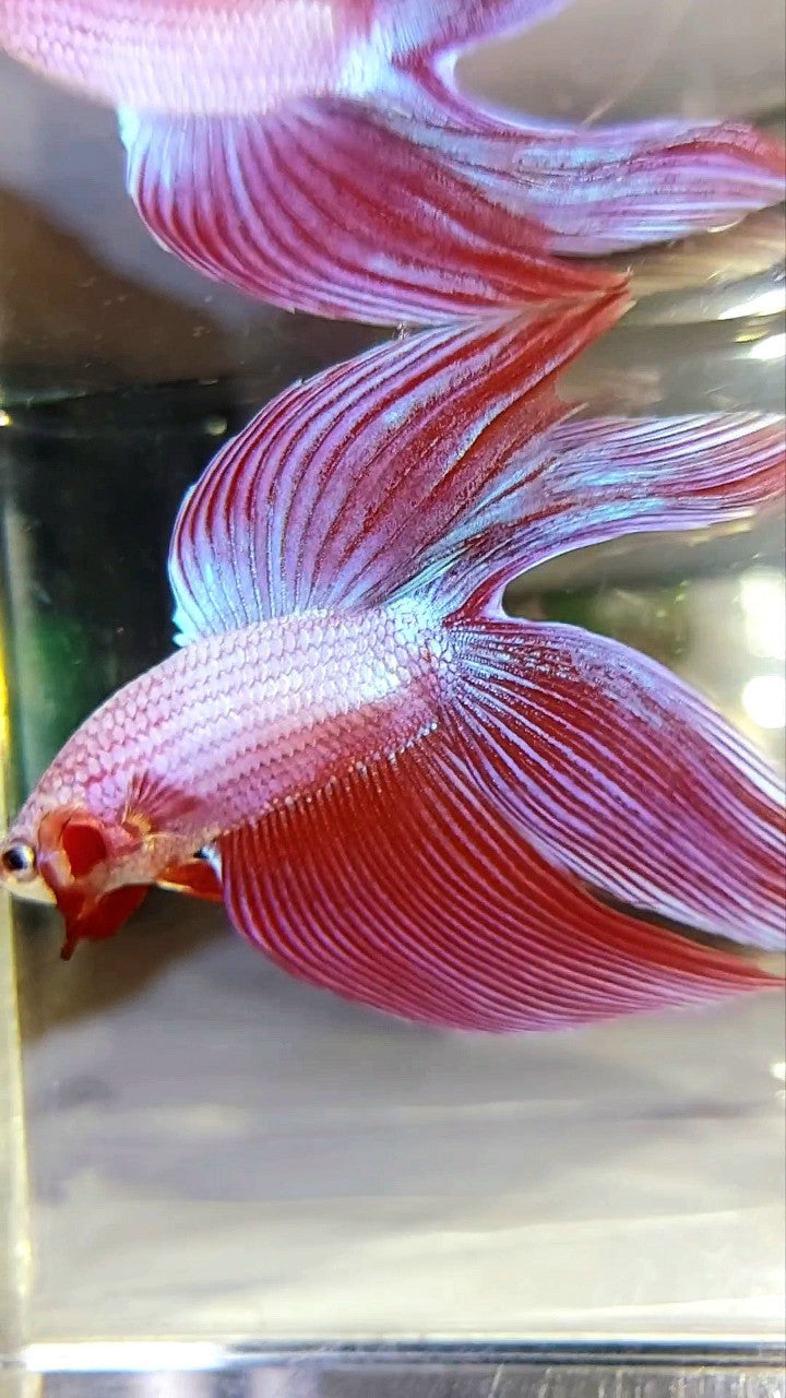 XL VEILTAIL DOUBLE TAIL PINK PURPLE MAGENTA PREMIUM BETTA FISH