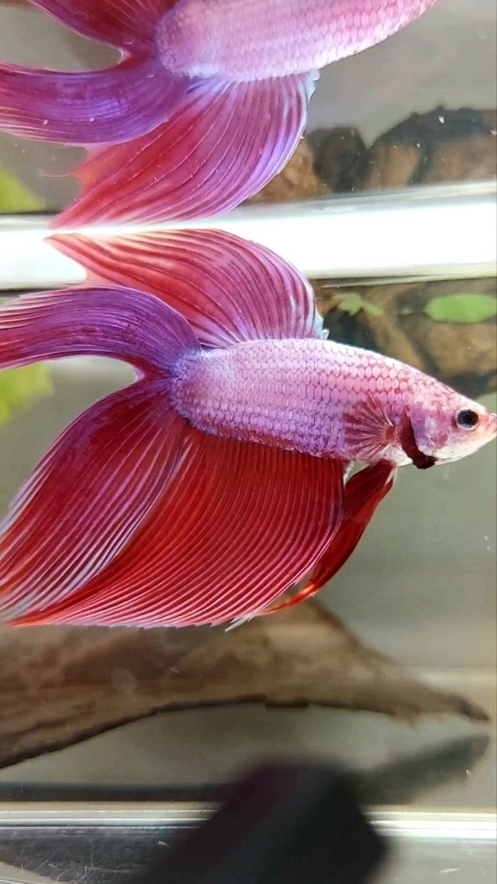 XL VEILTAIL DOUBLE TAIL PINK PURPLE MAGENTA PREMIUM BETTA FISH