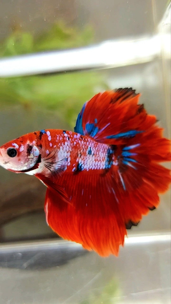 HALFMOON ROSETAIL RED FANCY MULTICOLOR BETTA FISH