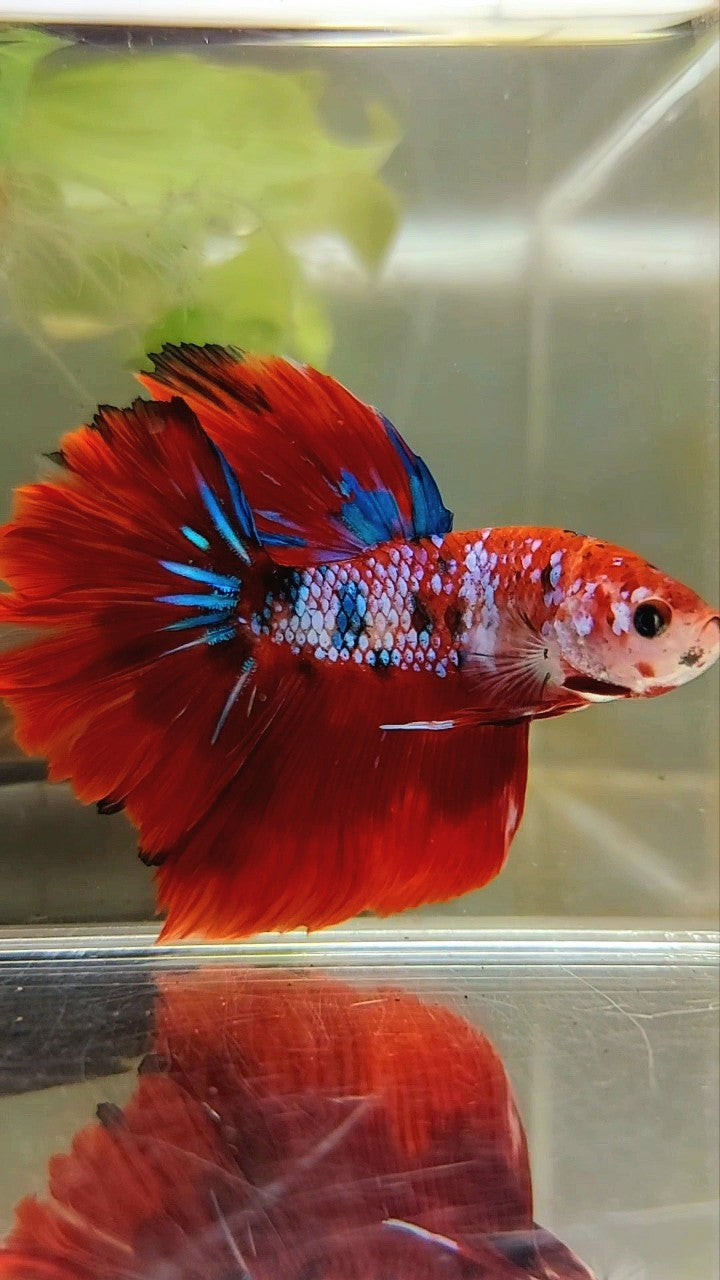 HALFMOON ROSETAIL RED FANCY MULTICOLOR BETTA FISH