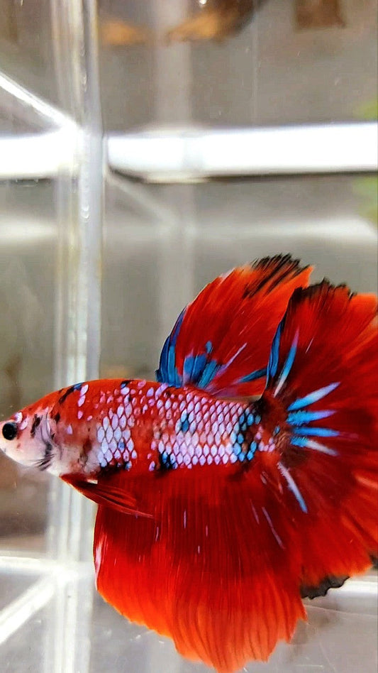 HALFMOON ROSETAIL RED FANCY MULTICOLOR BETTA FISH