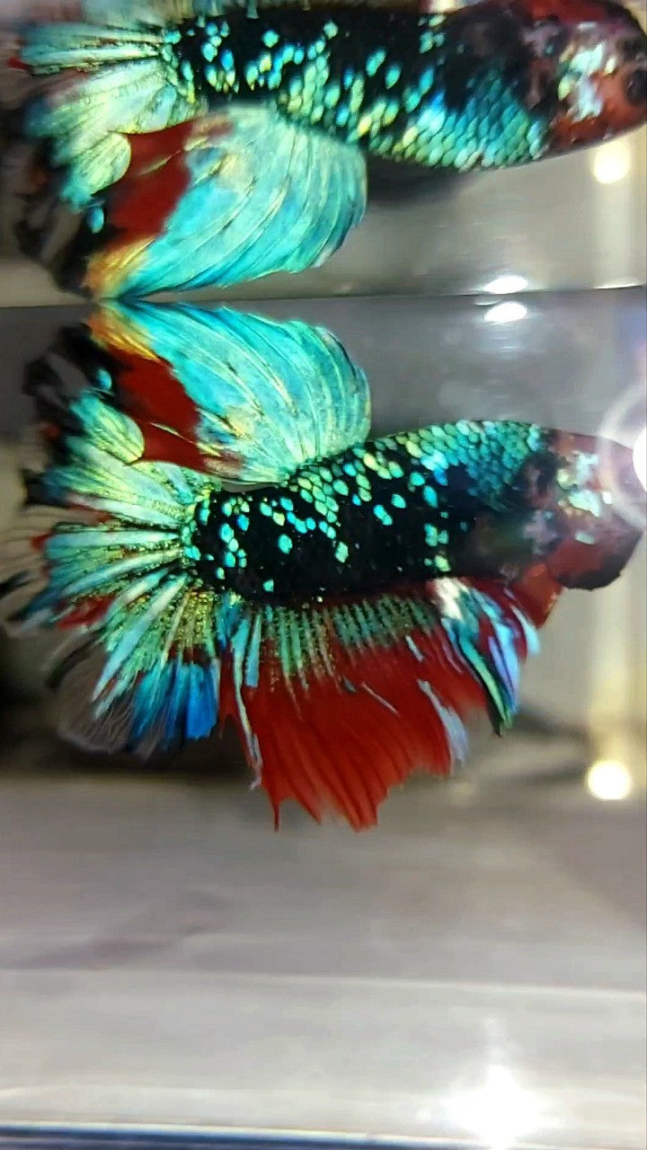HALFMOON ROSETAIL BLACK KOI GALAXY RED MULTICOLOR BETTA FISH