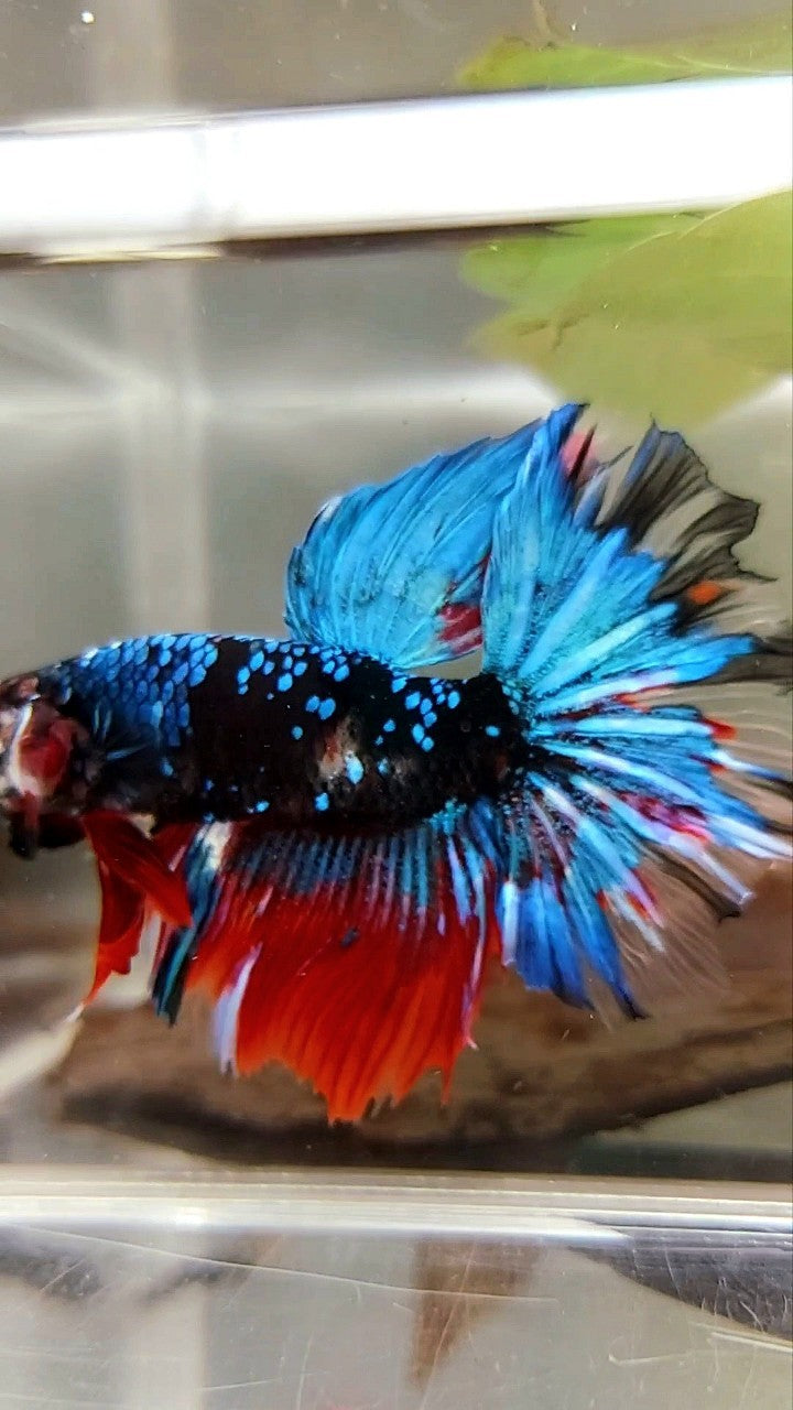 HALFMOON ROSETAIL BLACK KOI GALAXY RED MULTICOLOR BETTA FISH