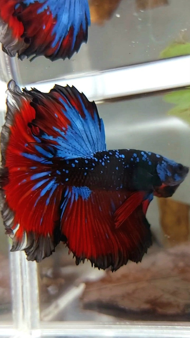 HALFMOON ROSETAIL BLACK STAR GALAXY BLUE AVATAR RED VAMPIRE BETTA FISH