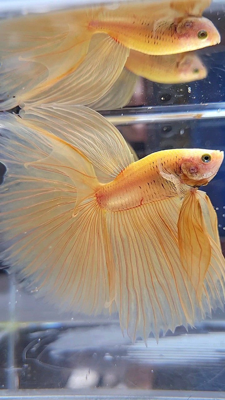 XL HALFMOON OVERTAIL YELLOW SOLID BETTA FISH