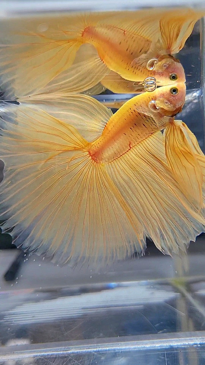 XL HALFMOON OVERTAIL YELLOW SOLID BETTA FISH