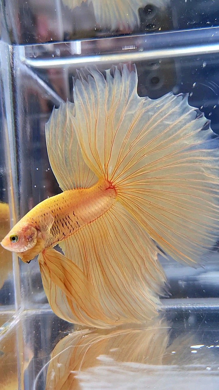 XL HALFMOON OVERTAIL YELLOW SOLID BETTA FISH