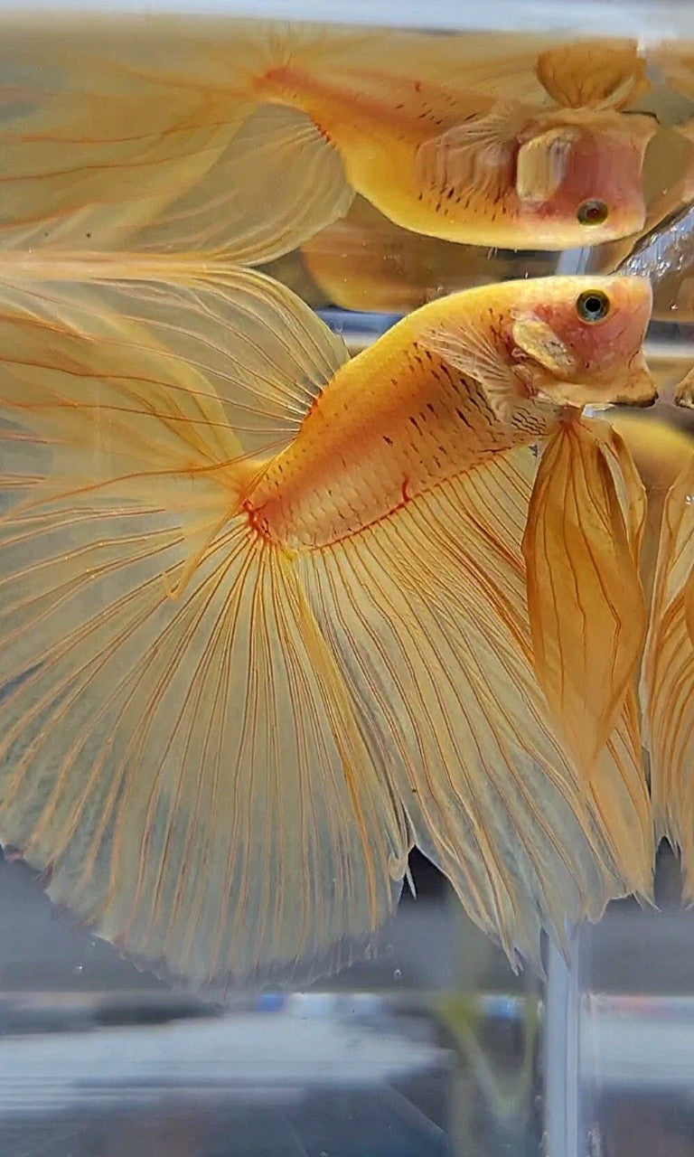 XL HALFMOON OVERTAIL YELLOW SOLID BETTA FISH