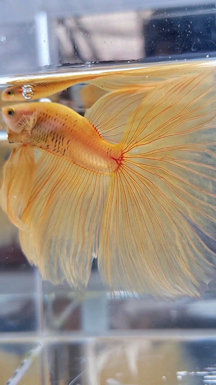 XL HALFMOON OVERTAIL YELLOW SOLID BETTA FISH