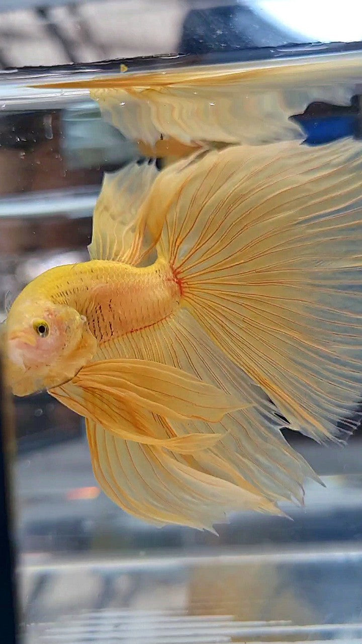 XL HALFMOON OVERTAIL YELLOW SOLID BETTA FISH