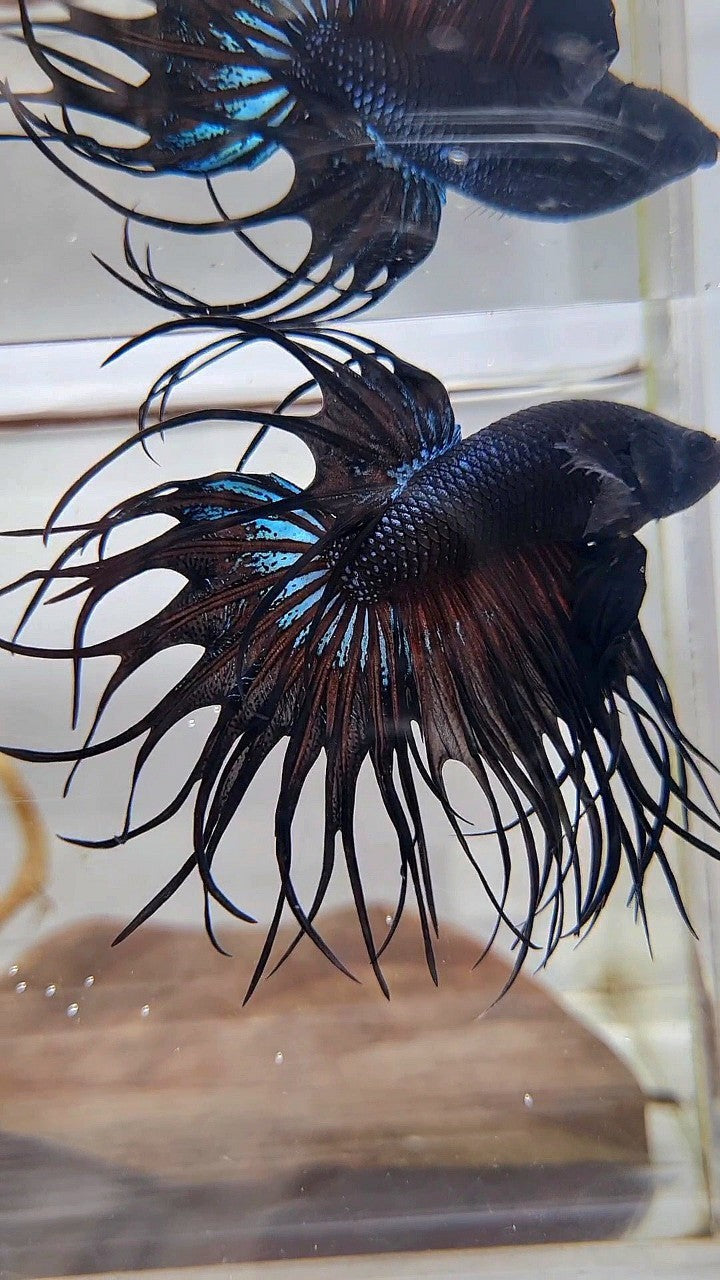 KING CROWNTAIL BLACK ORCHID BETTA FISH