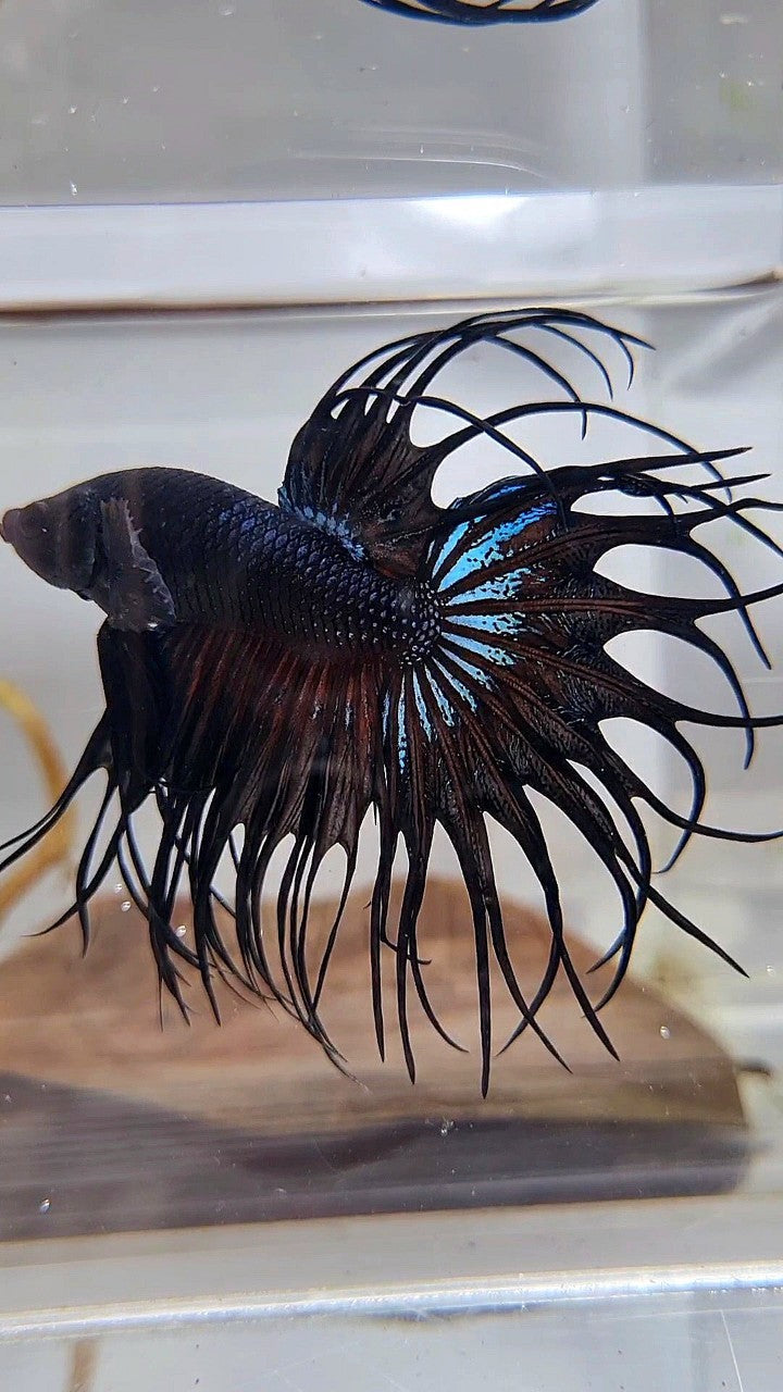 KING CROWNTAIL BLACK ORCHID BETTA FISH