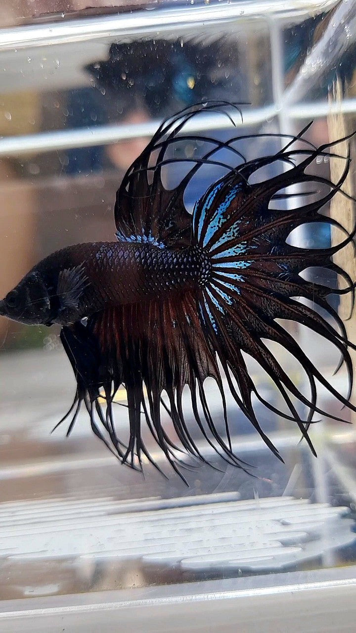 KING CROWNTAIL BLACK ORCHID BETTA FISH
