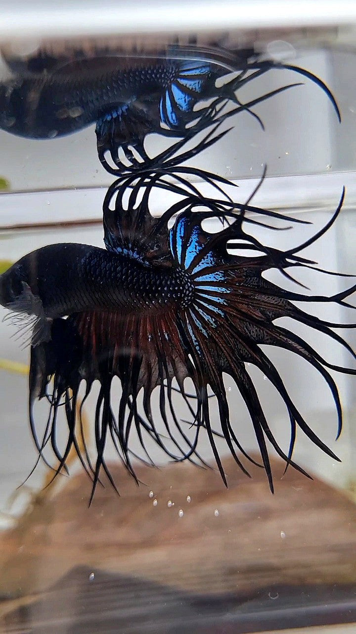 KING CROWNTAIL BLACK ORCHID BETTA FISH