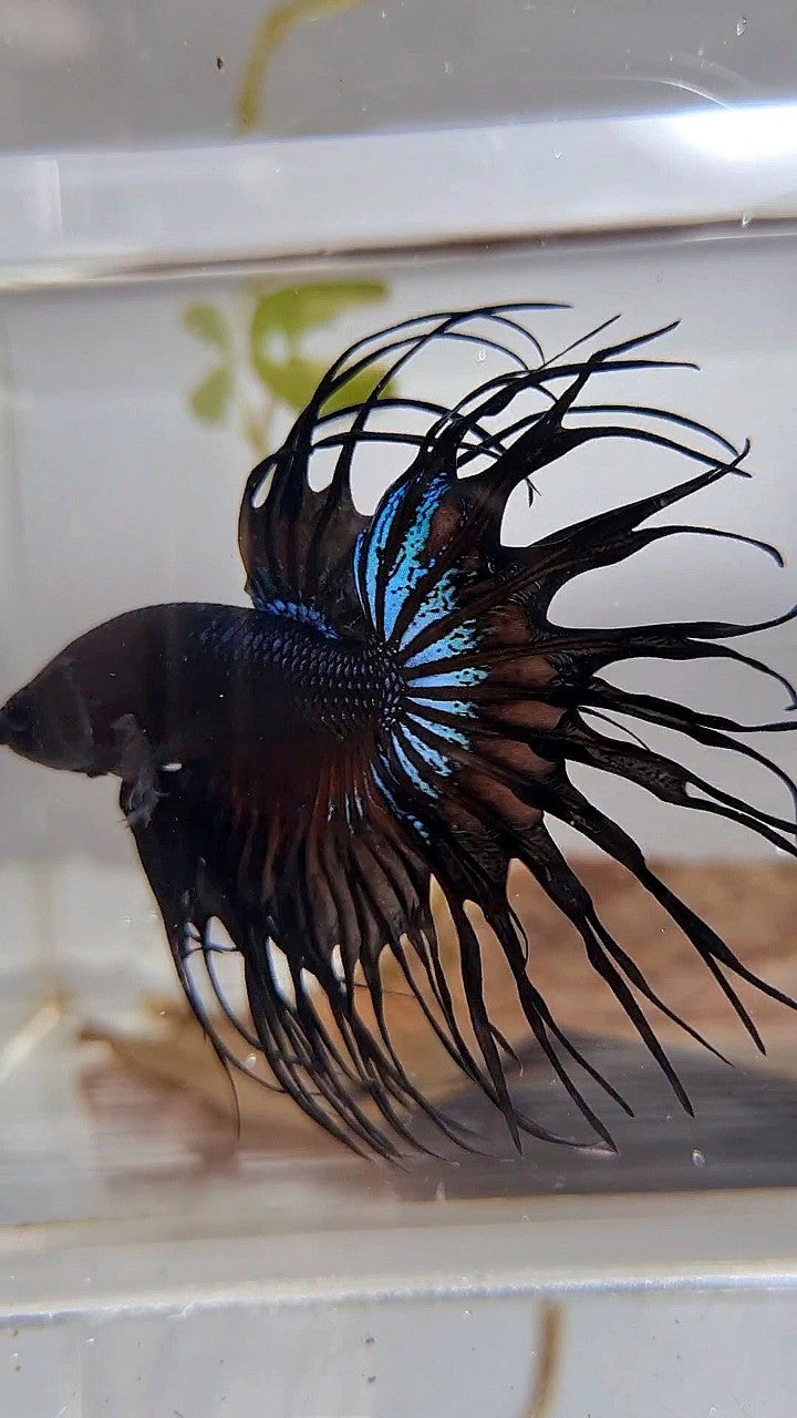 KING CROWNTAIL BLACK ORCHID BETTA FISH
