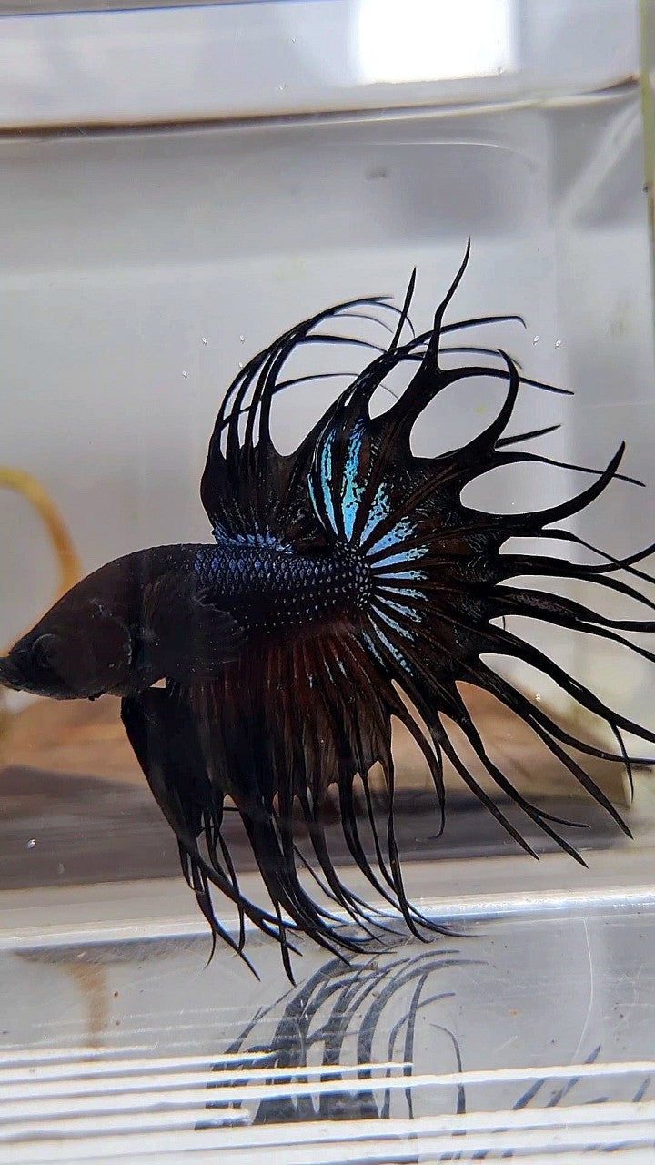 KING CROWNTAIL BLACK ORCHID BETTA FISH