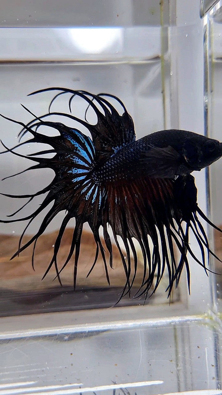 KING CROWNTAIL BLACK ORCHID BETTA FISH