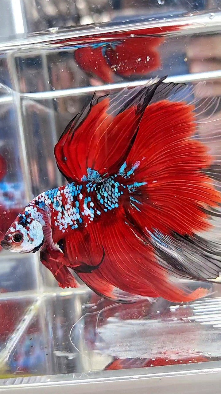 SUPER GIANT HALFMOON TL 10CM+ RED FANCY GALAXY MULTICOLOR BETTA FISH