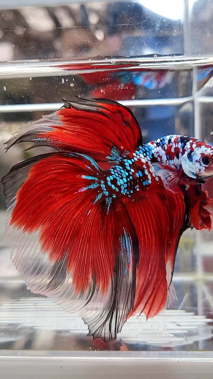 SUPER GIANT HALFMOON TL 10CM+ RED FANCY GALAXY MULTICOLOR BETTA FISH