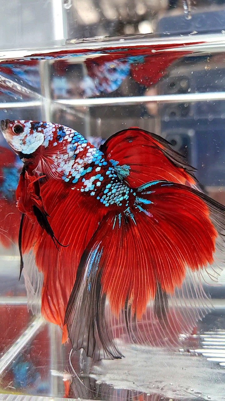 SUPER GIANT HALFMOON TL 10CM+ RED FANCY GALAXY MULTICOLOR BETTA FISH